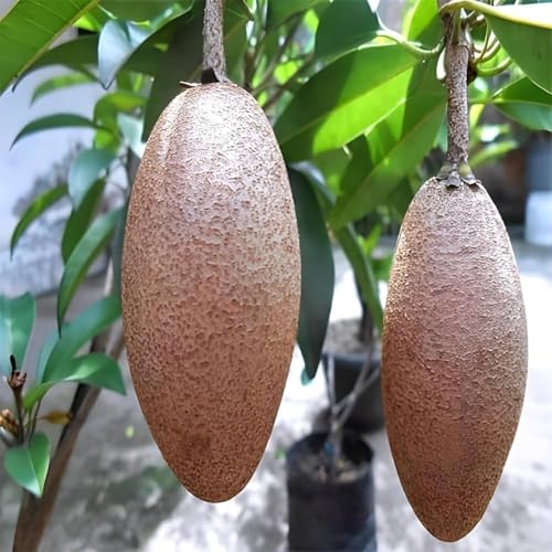 Image of All-Time12 Months Hybrid Grafted Guti Kolom Live Fruit Plant Original & Authentic Organic Tree for Outdoor Fast-Growing Fruit Plant Home Pack Of-1 (Thai Banana Chiku Plant, Medium)