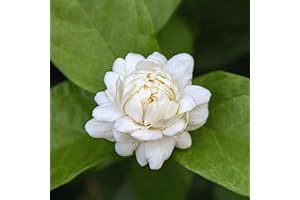 Grand Duke of Tuscany Live Jasmine Plant (2 Pack)