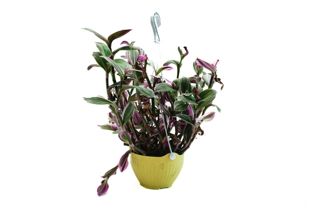 Spring Rose SouqFresh Live Plants,Real Plants For Indoor Home Plants Tradescantia Plant Hanging Plant 30X20X13 Cm