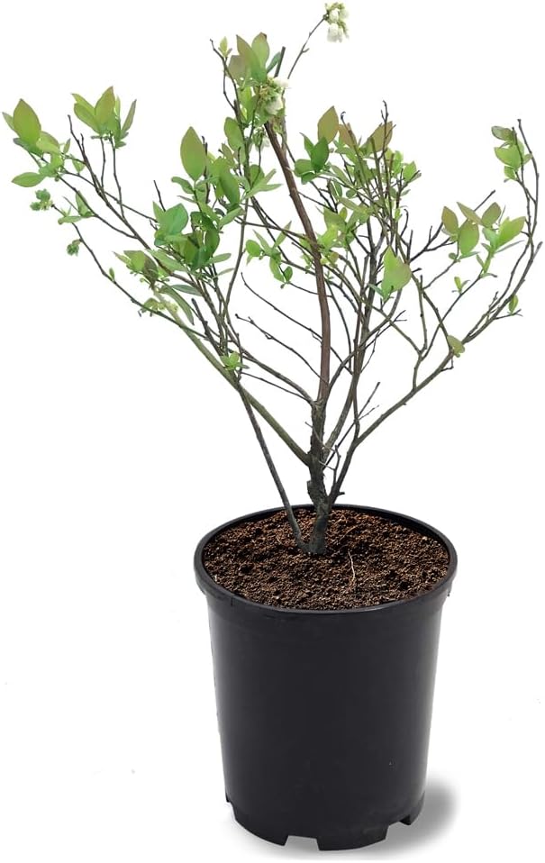 Austin Blueberry Bush, Rabbiteye Variety, Early Ripening Period, High Producer, 1 gal, Nursery Pot (Due to Agricultural Laws, we Cannot Ship to CA, AZ, AK, or HI)