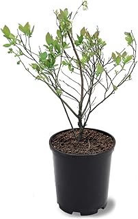 Austin Austin Blueberry Bush, Early Ripening