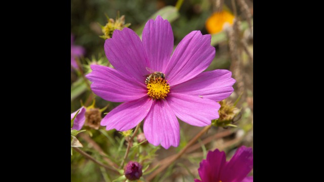 knstliche blumen wei CASA