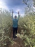 Arberquinas Olivos de Cultivo, 220 cm de Altura, Paquete de 40 Plantas en Maceta C17, Árboles de Olivo para produccion de aceite