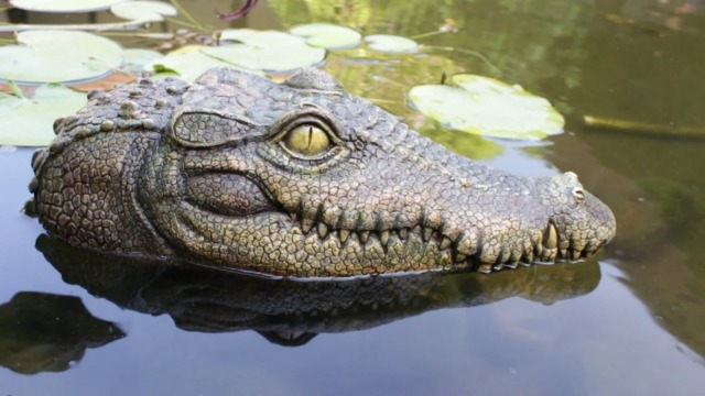 Amazon.com: Colomix Alligator Pool Float, Crocodile Head Style