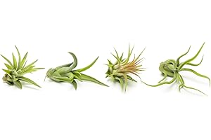 Air Plant Low Light House Plants Box (4PK) Tillandsia Air Plants Live...