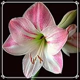 Fáciles de cultivar y mantener. Flores grandes