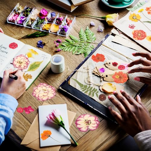 Flores secas prensadas naturales pack 200 piezas miniatura 5