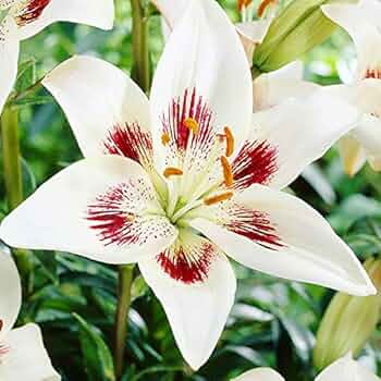 Lily‼️ Van Zyverden's Lily Tribal Kiss (Set of 4 Dormant Bulbs) Partial