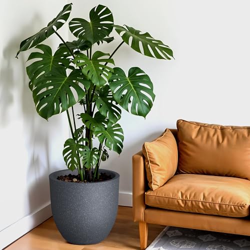 Image of YUCCABE ITALIA FOXB PCUP 12 INCH Pots for Plants Highly Durable Polymers Lightweight Indoor Outdoor Flower Pot Gamla Tree Planter Container Planters for Living Room, Balcony, Garden | Gray