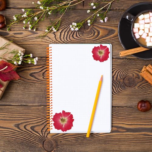 Flores Secas Rojas Prensadas 12pcs para Manualidades miniatura 4
