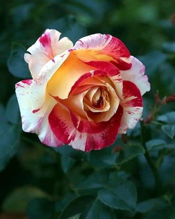 Multi Colour Rose Tree Plant original (1 live plant) Hybrid Grafted All Time HOT CILMATE Sweet Colour Rose Gullab Flower Tree Plant Home Garden Live Plant (B0CSBTVQJJ) Amazon Price History, Amazon Price Tracker