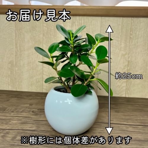 Amazon.co.jp: パンダガジュマル 白い陶器鉢 観葉植物