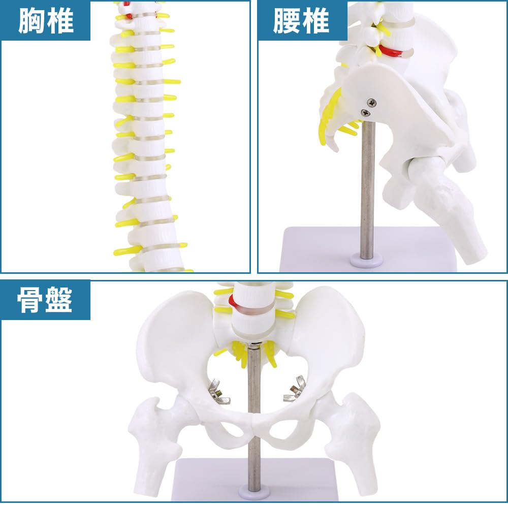 Amazon.co.jp: UP STORE 脊髄骨盤模型 【 1/2サイズ 45cm