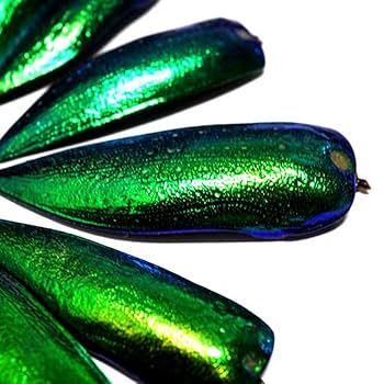 ‼️希少‼️タマムシ玉虫の羽大量セット　玉蟲 最終価格‼️早いもの勝ち‼️希少‼️タマムシ玉虫の羽70枚セット