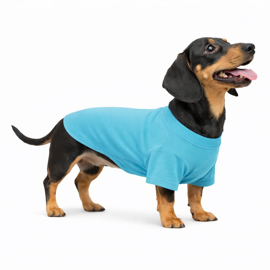 Costumes pour teckel Lovelonglong en pur coton turquoise haut de gamme DL