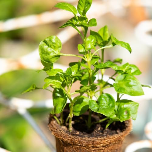 semillas de berros organicas resistentes Cobertura del suelo, berro de invierno, aromáticas 350pcs