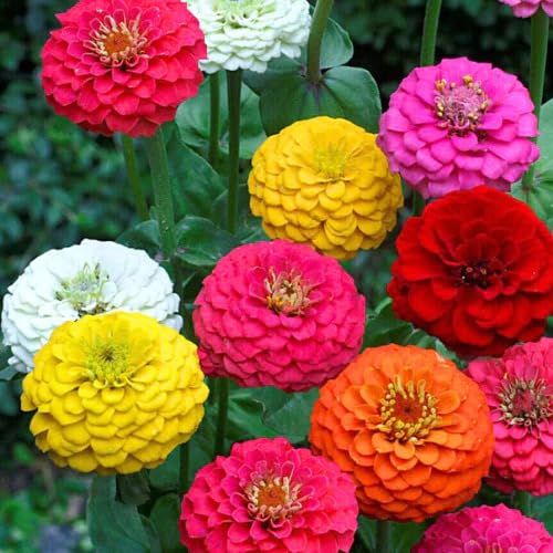 Hybrid Zinnia All Colour Flower Seeds (360 Seeds) (B0CVDPV677) Amazon Price History, Amazon Price Tracker