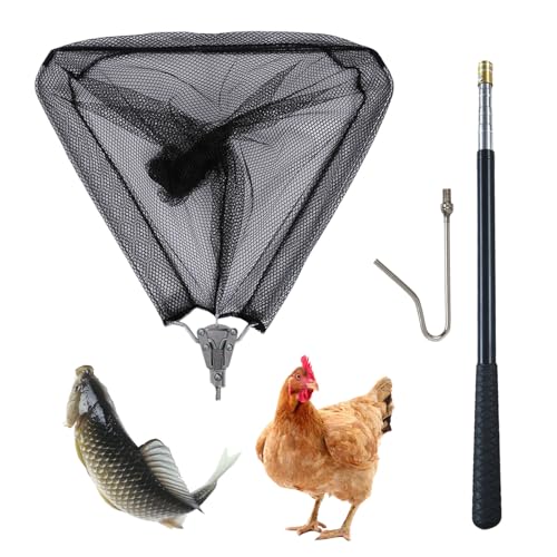 How to catch a chicken How to catch a chicken