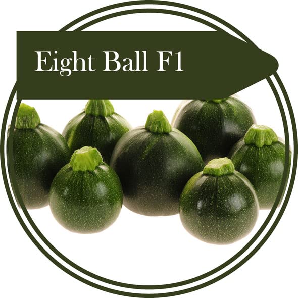 10 Seeds Eight Ball F1 Courgette - producing Very Dark Green Round Fruits: Only Seeds