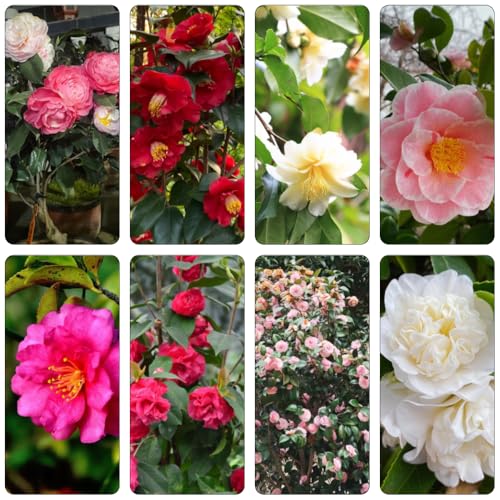 camelia resistente semi giardino perenni resistenti all'inverno semi perenni resistenti, camelie medicinali 100pcs