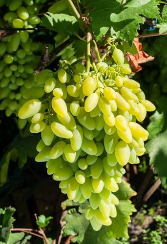 Image of G- All-Time 12 Months Hybrid (GRAFTED) Live Fruit Plant Original & Authentic Organic Tree for Outdoor Fast-Growing Fruit Plant Home Gardens Sweet Healthy Plant Pack Of-1 (Green Grapes Plant, Medium)