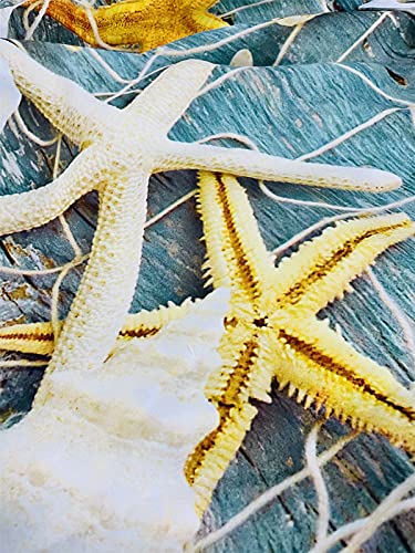 Anhope Seashell Starfish Blackout Curtains, Beach Theme Conch Shell Nautical Blue Wooden Pattern Grommet Thermal Insulated Room Darkening Print Curtains For Bedroom Living Room 2 Panels W29.5 X L65 #TOP6