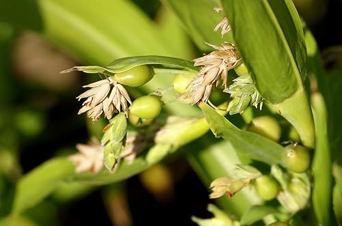 Miniatura 5 de Semillas Coix Mijo Lágrimas de Trabajo Flores Anuales