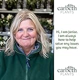 Carbeth Plants All Foliage Indoor Plant Mix - 3 All Foliage Indoor Plants in 12cm Pots - Boston Fern, Parlour Palm and Asparagus Fern - Image 5