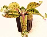 Donkey Ears, Palm Beachbells, Kalanchoe Gastonis-bonnieri Plant 3" to 4" Long- Pot 2", Drought Tolerant, Long-Lasting Succulent Plant (Cutting with Bare Roots)