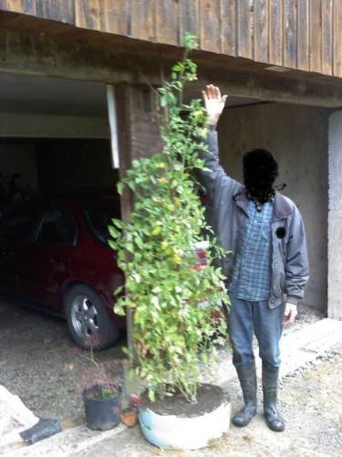 50 Juliet Grape Hybrid Tomato Seeds 60 Days - Image 3