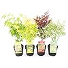 PLANT IN A BOX – Japanse esdoorn mix – Acer Palmatum – Mix van 4 stuks – pot ⌀10 cm – Hoogte 25-40 cm