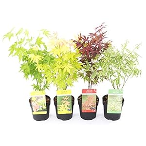 PLANT IN A BOX – Japanse esdoorn mix – Acer Palmatum – Mix van 4 stuks – pot ⌀10 cm – Hoogte 25-40 cm