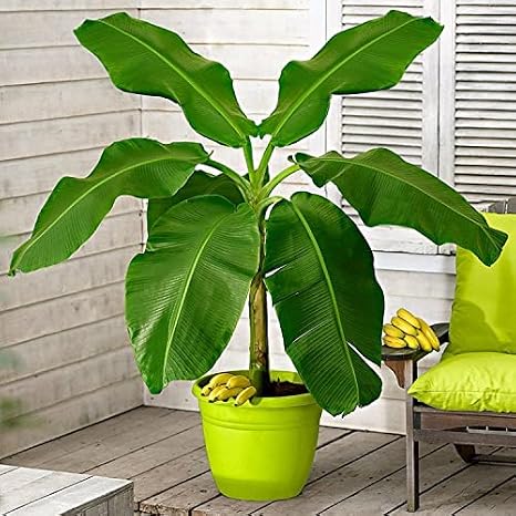 3+ Seeds Ornamental Banana Tree