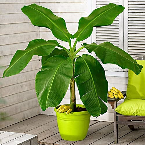 Raise Me Up: Seeds Ornamental Banana Tree Perennial Flowers Plant #TOP6