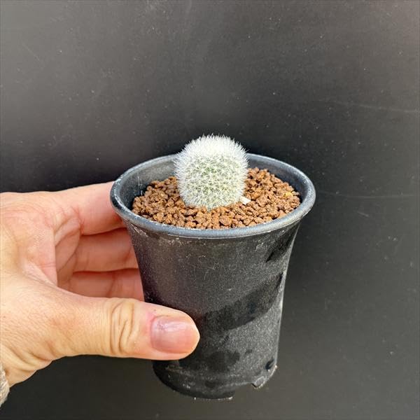 Amazon｜サボテン：レブチア ムスクラ*｜観葉植物 オンライン通販