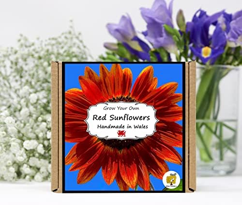 Grow Your Own Red Sunflower Plant Growing Kit. Gardening Gift for Men, Women or Kids.