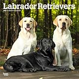 ラブラドール・レトリバー 2026年 カレンダー / ブラウントラウト 輸入版 壁掛け 30.5 x 61 cm (Labrador Retrievers Calendar)