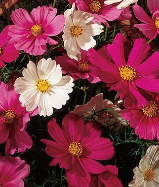 Cosmos Seeds - Treasuresbylee - Sensation Mix Cosmos Seeds - 30 Heirloom Flower Seeds Mix