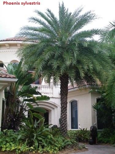 Amazon｜【観葉植物／種子】Phoenix Sylvestrisフェニックス