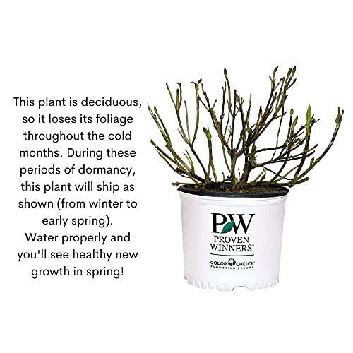 2G Proven Winners Barberry Sunjoy Neo #TOP6