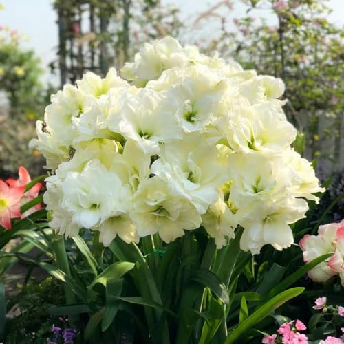 bulbi amaryllis giardino decorativo resistenti giardino rocce decorazione ufficio balcone bonsai interno letto elevato ufficio 2 pezzi