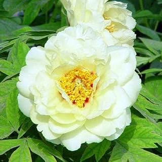 15 Pcs Paeonia Lactiflora Seed Rare Seed Peony Tree Seed Perennial Garden Flower Seed Potted Plants Multiple Color - (Color: 17)