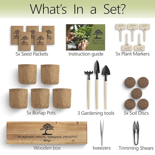 Avergo Bonsai Tree Kit – 5X Unique Japanese Bonzai Trees thumb #4