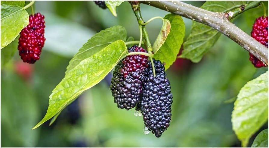 Mphmi Live Plant Nursery NCR Nurseryplant Shahtoot Dwarf Fruit Mulberry Tuti live fruit plant all season mulberry (Small Leaves) - Plants (B0C4H662GG) Amazon Price History, Amazon Price Tracker