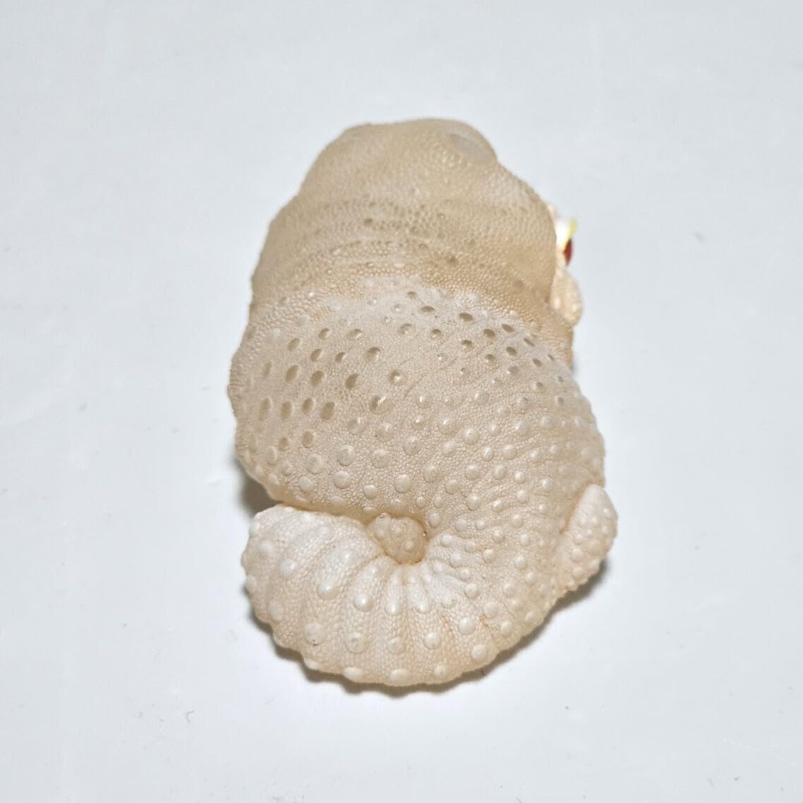 Amazon | 動物の惑星 脱皮レオパ ホワイトナイト シークレット