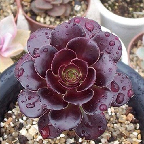 Nema Rose seed Lithops Fairy flower - 10pcs