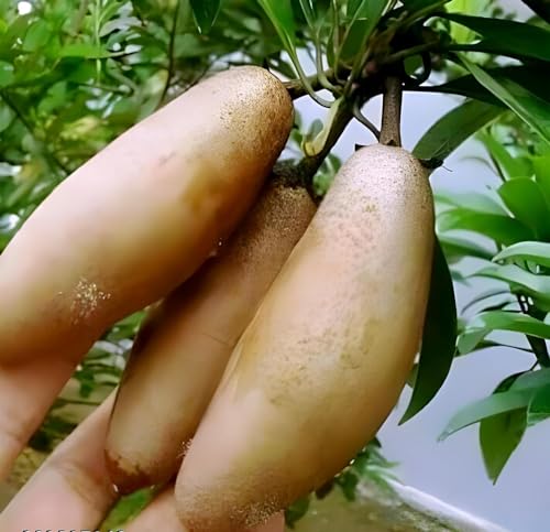 Image of Thai All Time Langcha Sapota || Chiku || Sobeda inchGRAFTED inch Hybrid Variant Plant (Fruit After 6 Month to 8 Month) Pack of 1 Healthy Live plant for Home Tree Garden