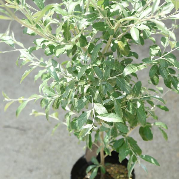 Amazon.co.jp: 庭木・植木：ロシアンオリーブ（細葉グミ