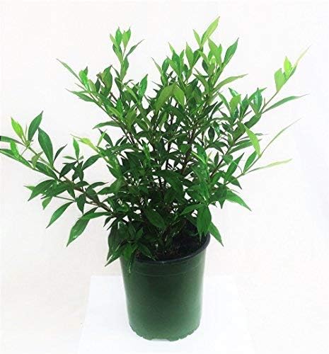 Frost Proof Gardenia Plants ( Cape Jasmine )( 1 Gallon )