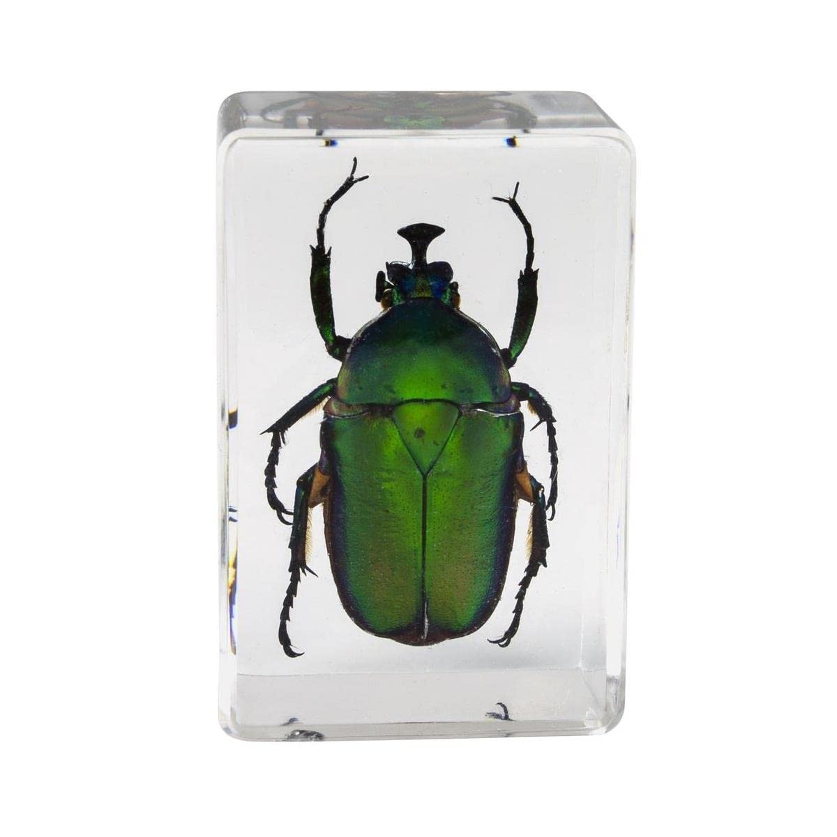 Celestron 44425 3D Bug Specimen Kit #5, Perfect for Entemology Enthusiasts, School Projects, Research or Gifts, Transparent Resin